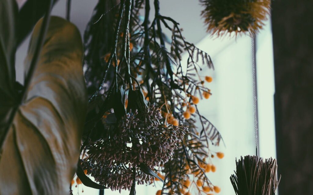 Assortment of herbs hanging