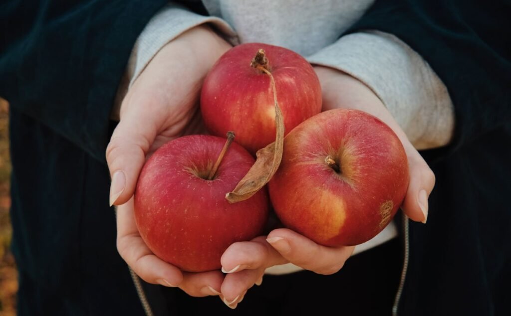 Hand holding three apples. Apple Picking