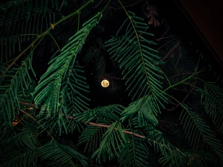 A full moon in the center of tree leaves.