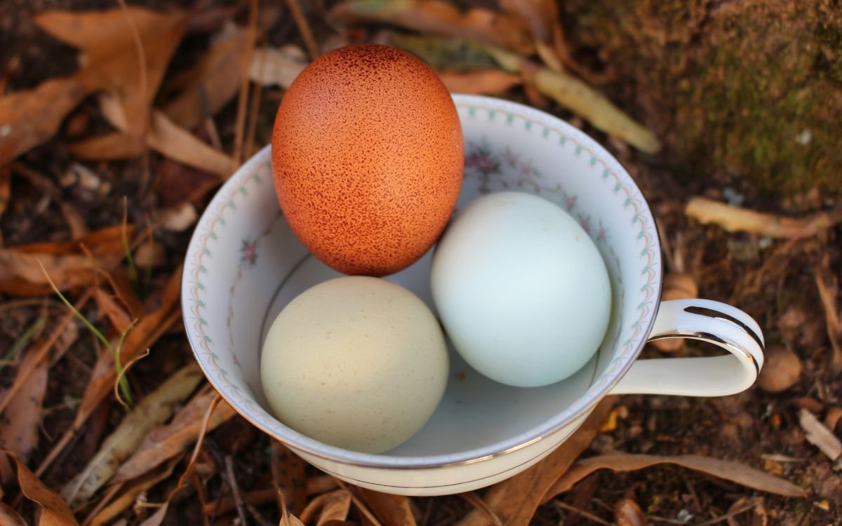 Multicolored eggs in a teacup