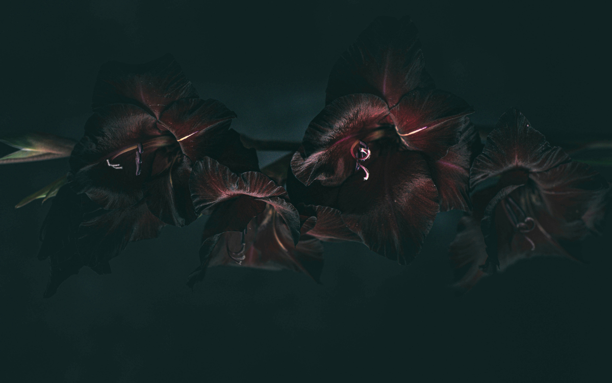 What is the Dark Feminine?